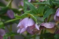 Blooming Lenten rose (Helleborus orientalis)