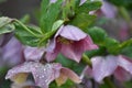 Blooming Lenten rose (Helleborus orientalis)