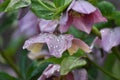 Blooming Lenten rose (Helleborus orientalis)