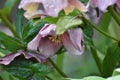 Blooming Lenten rose (Helleborus orientalis)