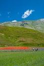 Blooming of lentil on Castelluccio di Norcia plain