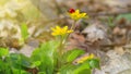 Blooming lesser celandine Ficaria verna with a ladybird beetle on a flower