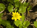 Blooming lesser celandine, Ficaria verna, Ranunculus ficaria, close-up, shallow DOF, selective focus