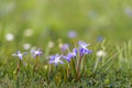 Blooming lesser glory-of-the-snow bulbs in the early spring seas