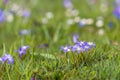 Blooming lesser glory-of-the-snow bulbs in the early spring seas