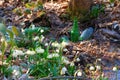 Blooming Leucojum vernum, beautiful spring flowers among broken bottles and plastic trash. Barbaric attitude towards nature,