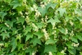 Blooming liana Echinocystis. Green natural background. Pattern