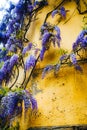 Blooming liana wisteria Blue moon on yellow wall. Beautiful unique flowers in spring garden on mountain Montjuic Barselona Spain Royalty Free Stock Photo