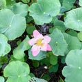 Blooming light pink lotus, fresh green leaves Royalty Free Stock Photo