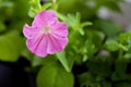 Blooming light pink petunia in spring day. Window sill with flowers of fuchsia in pots. Seedlings in plastic boxes on the