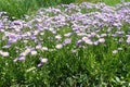 Blooming light violet Erigeron speciosus in June