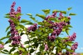 Blooming lilac against the blue sky, lilac flowers. Royalty Free Stock Photo