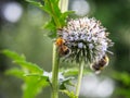 On a blooming lilac Alluim ball, a bumblebee collects nectar