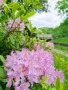 blooming lilac azaleas in Marianske Lazne park in summer