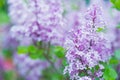 Blooming lilac background