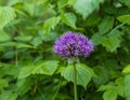 Blooming lilac balls of decorative onion flowers (allium cristophil) on a blurry green background of a spring garden. Royalty Free Stock Photo