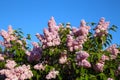 Blooming lilac branches