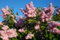 Blooming lilac branches