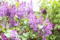 Blooming lilac bush. Blossoming purple and violet lilac flowers. Spring season, nature background. aroma. Royalty Free Stock Photo