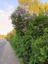 Blooming lilac bush in the middle of the green bushes of the park Royalty Free Stock Photo