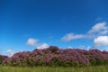 Blooming lilac bushes