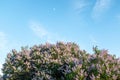 Blooming lilac bushes on blue sky background. Fresh lilac flowers in the spring garden at the sunny day for screensaver Royalty Free Stock Photo