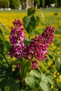 Blooming lilac close-up on background of meadows, lush green foliage. Vertical photo, spring background Royalty Free Stock Photo