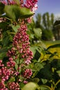 Blooming lilac close-up on background of meadows, lush green foliage. Vertical photo, spring background Royalty Free Stock Photo