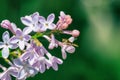 Blooming lilac cluster on blurred green background