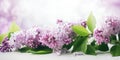 blooming lilac flower branch. banner