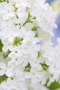 Blooming lilac flowers Royalty Free Stock Photo