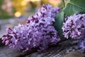 Blooming lilac flowers. Abstract background. Macro photo Royalty Free Stock Photo