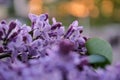 Blooming lilac flowers. Abstract background. Macro photo Royalty Free Stock Photo