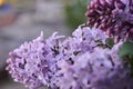 Blooming lilac flowers. Abstract background. Macro photo Royalty Free Stock Photo