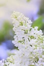 Blooming lilac flowers. Abstract background. Macro photo. Royalty Free Stock Photo