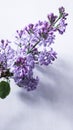 Blooming lilac flowers closeup in spring time. Lilac flower isolated on white background - Syringa vulgaris. Flowers summer concep