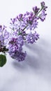 Blooming lilac flowers closeup in spring time. Lilac flower isolated on white background - Syringa vulgaris. Flowers summer concep Royalty Free Stock Photo
