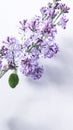 Blooming lilac flowers closeup in spring time. Lilac flower isolated on white background - Syringa vulgaris. Flowers summer concep Royalty Free Stock Photo