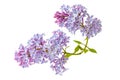 Blooming lilac flowers isolated on white background Royalty Free Stock Photo