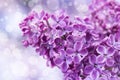 Blooming lilac flowers. Macro photo.