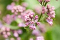 Blooming lilac flowers. Violet and purple spring background. Sprig of lilac