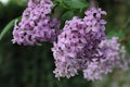 blooming lilac in the garden on a natural background.