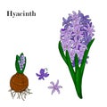 Blooming lilac hyacinth.