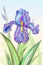 Blooming lilac iris Royalty Free Stock Photo