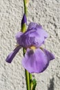 Blooming lilac iris close-up. Royalty Free Stock Photo