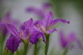 blooming lilac iris flowers in the garden