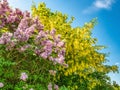 Blooming lilac and Laburnum tree against the blue sky Royalty Free Stock Photo