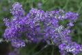 Blooming lilac lavender, close up, background. Fragrant beautiful flowers bloom in summer in the garden Royalty Free Stock Photo