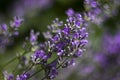 Blooming lilac lavender, close up, background. Fragrant beautiful flowers bloom in summer in the garden Royalty Free Stock Photo