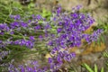 Blooming lilac lavender, close up, background. Fragrant beautiful flowers bloom in summer in the garden Royalty Free Stock Photo